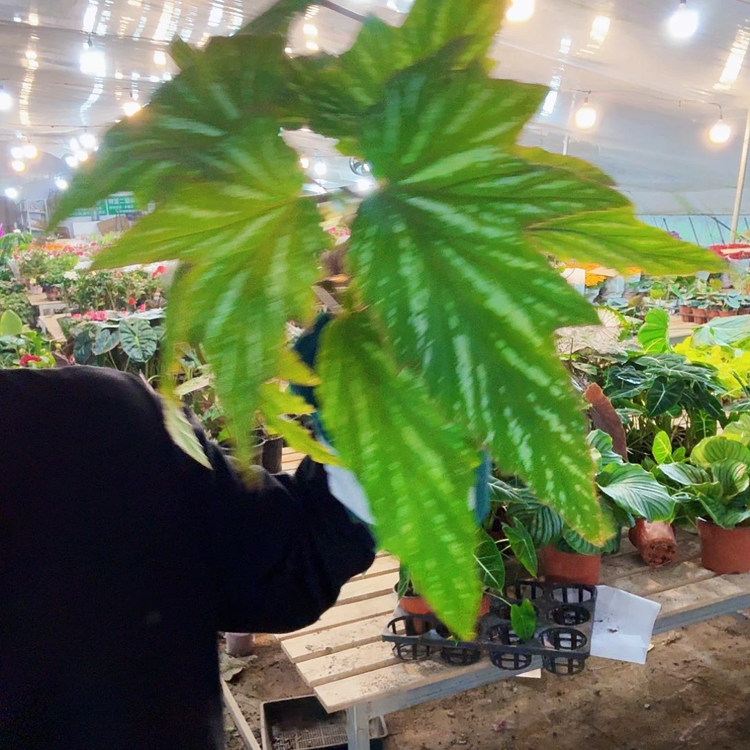 完全开放竹节4号一棵