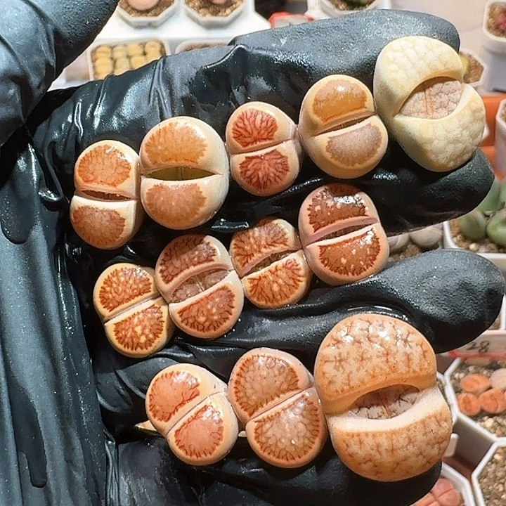 生石花1111111。    528