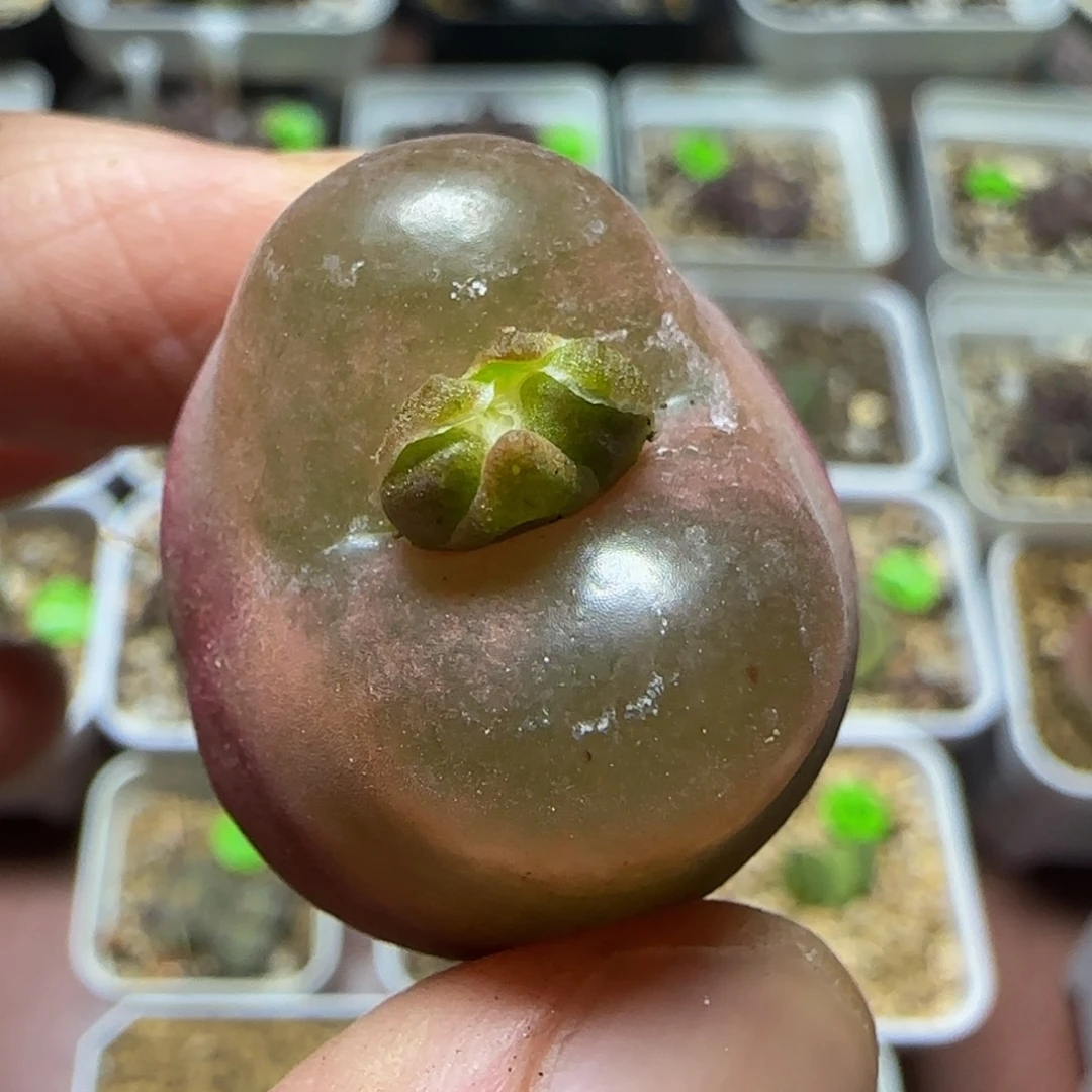 2.6+漂亮多肉植物263