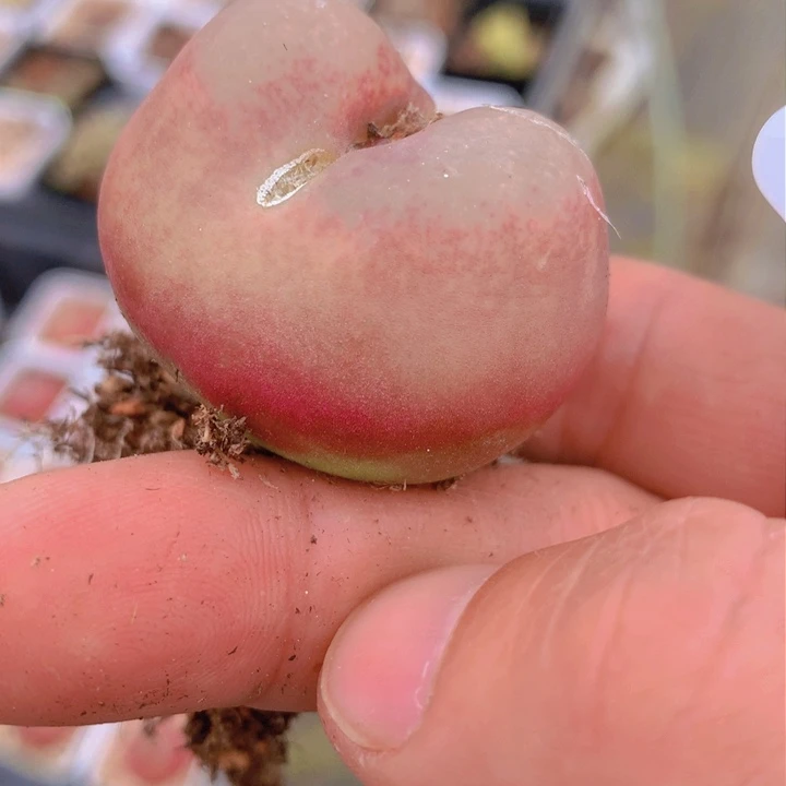 4758858578555685468589954