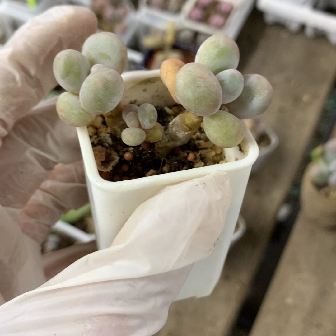 蛋黄奶酪多肉蛋黄奶