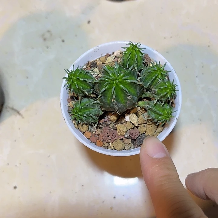 无花朵法利达大群