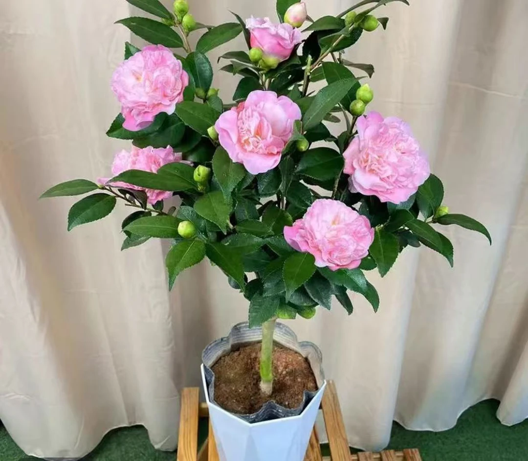 【香美人】浓香型茶花树苗多季节重复开花阳台盆栽庭院地栽