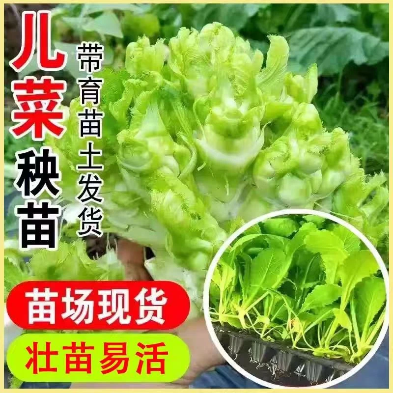 【儿菜苗】早熟抱子芥娃娃菜胖儿菜盆栽地栽秋季蔬菜苗