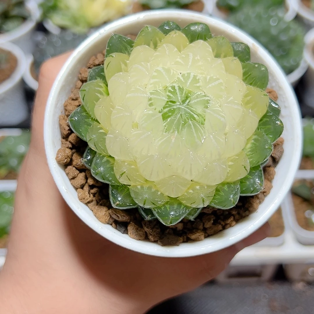 水晶宝莲灯原盆原土