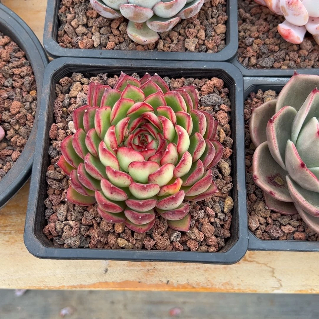 多肉单头萤火虫【非偏远满18包邮】