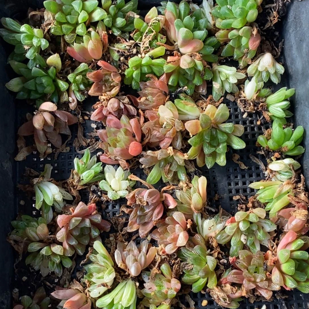 2726 一颗优选实生苏皇玉露锦 元旦整点福利