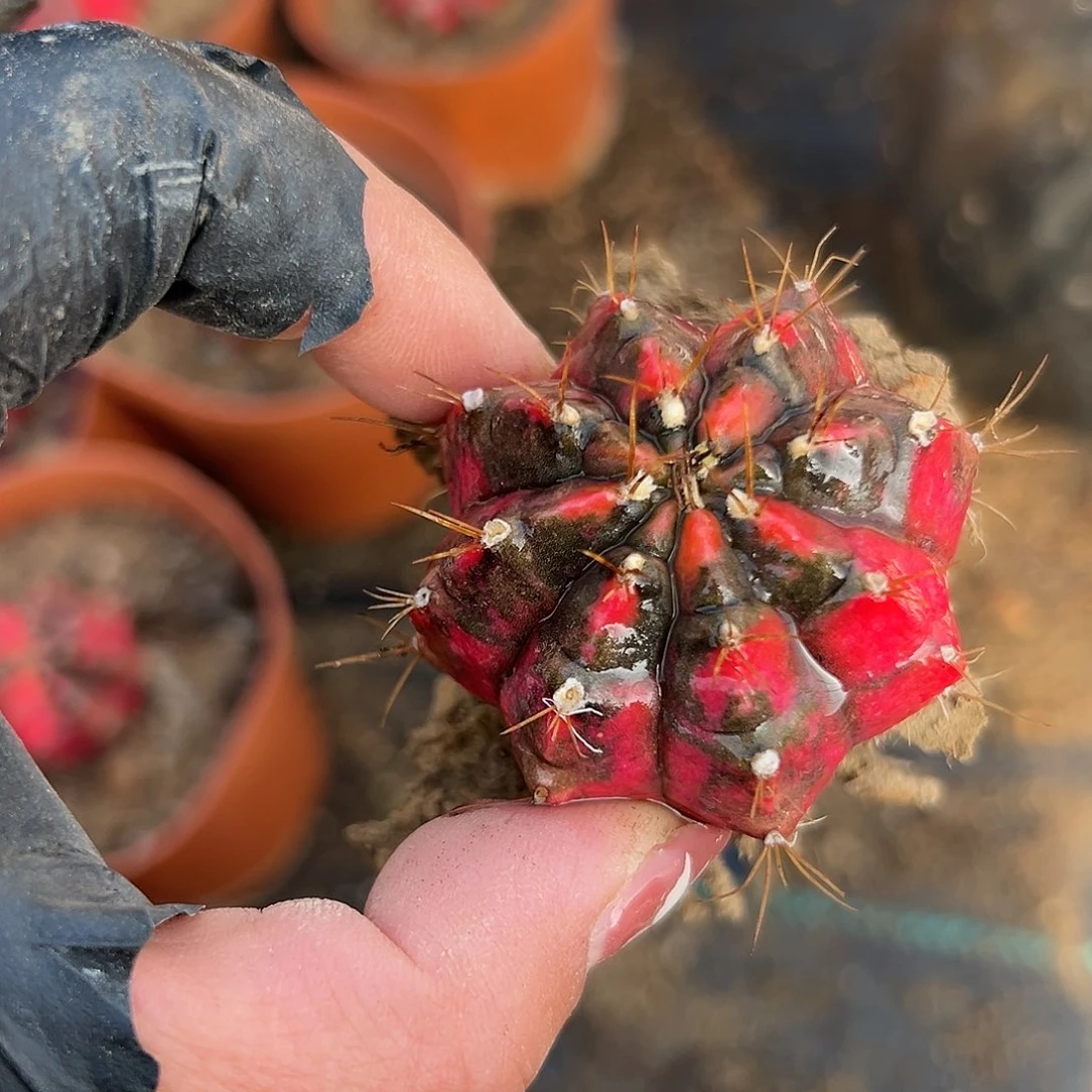 多肉植物光辉牡丹球