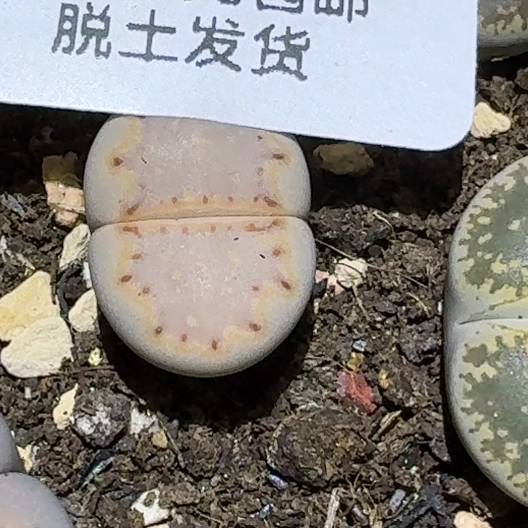 981多肉哈哈哈哈哈哈