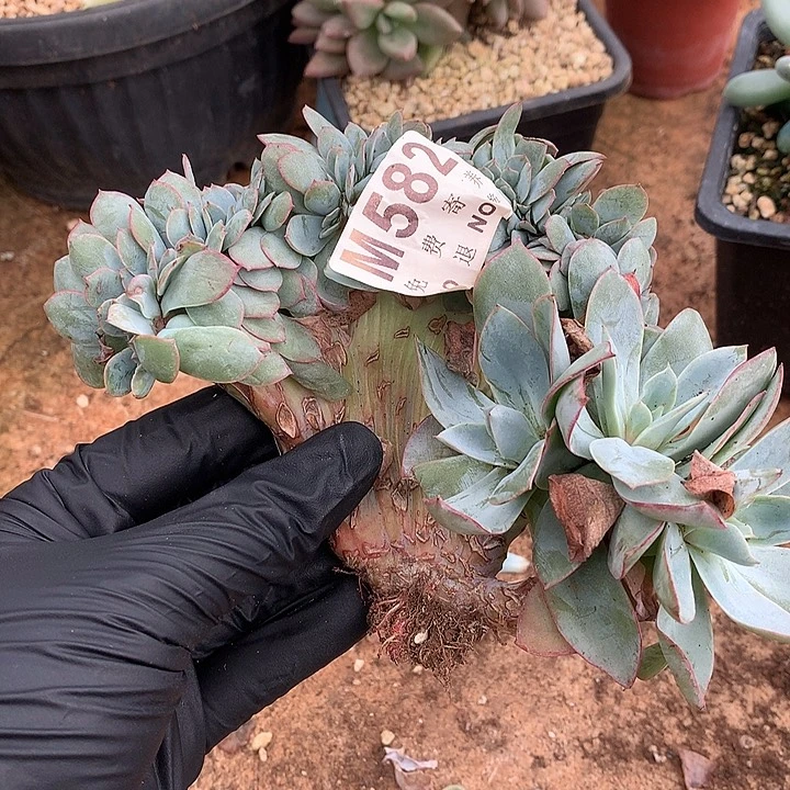 参数缀化 多肉植物9.25号左右发
