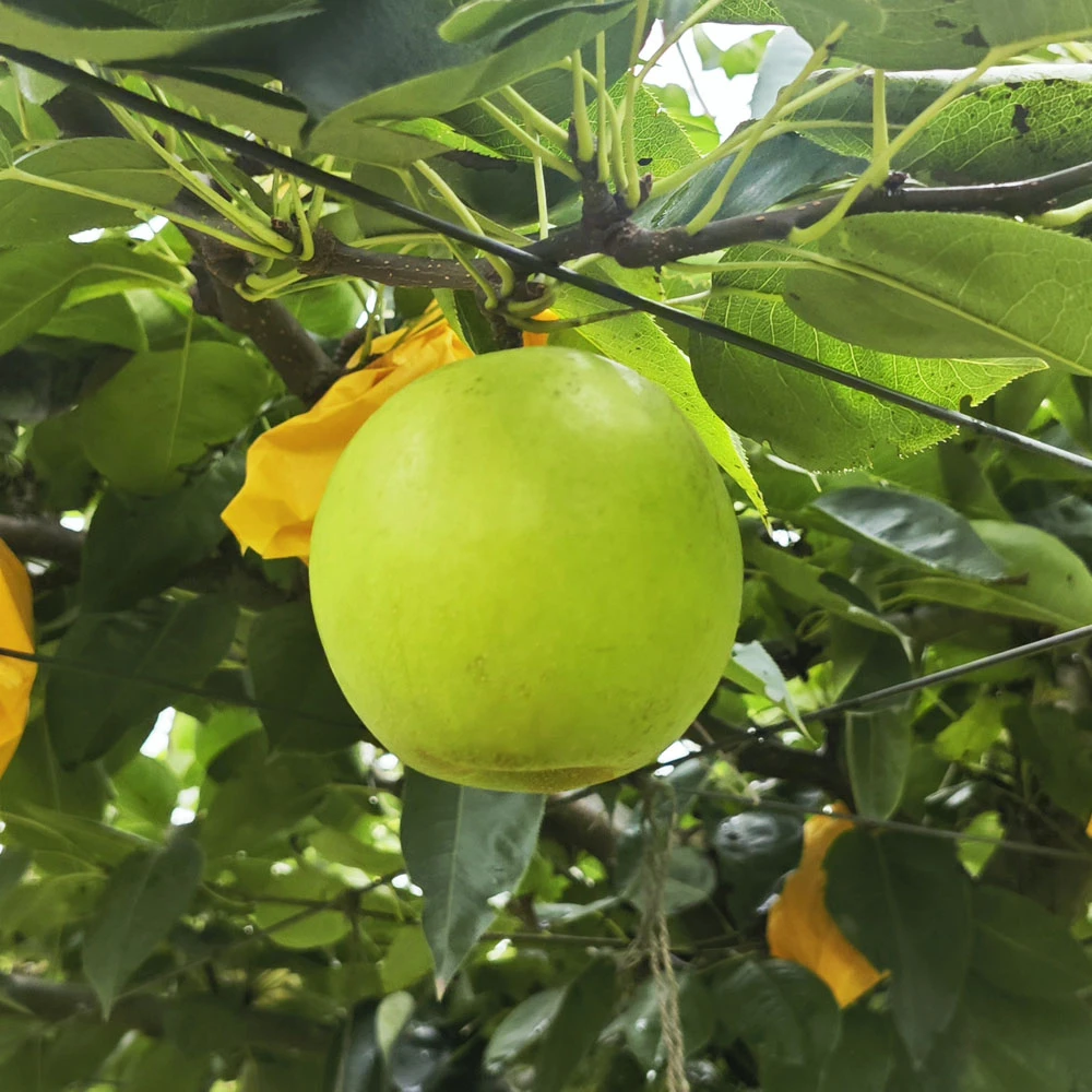 正宗百里洲砂梨，千亩现代高标准农田，基地直发