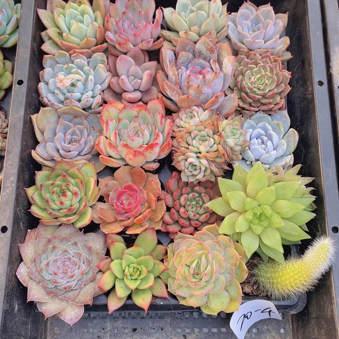 【闪购商品】20颗-4