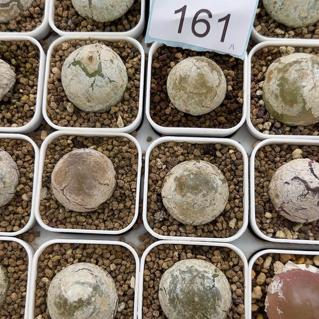 0000161量拍大灯泡1颗尺寸不低于2.0脱土发
