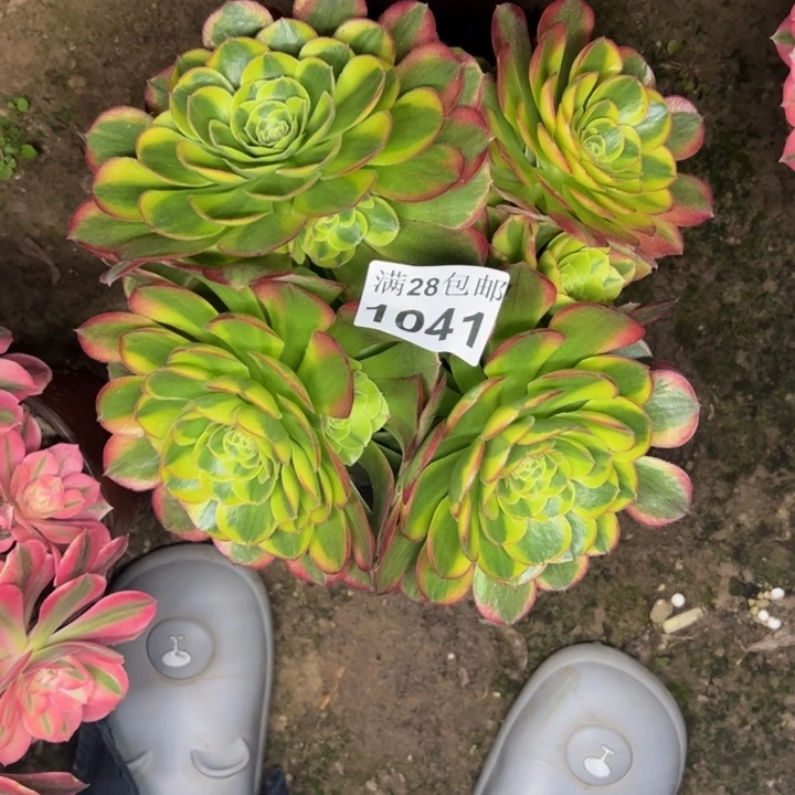 1041奶白多肉植物