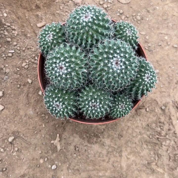 浅****吉祥如意等名家的书法