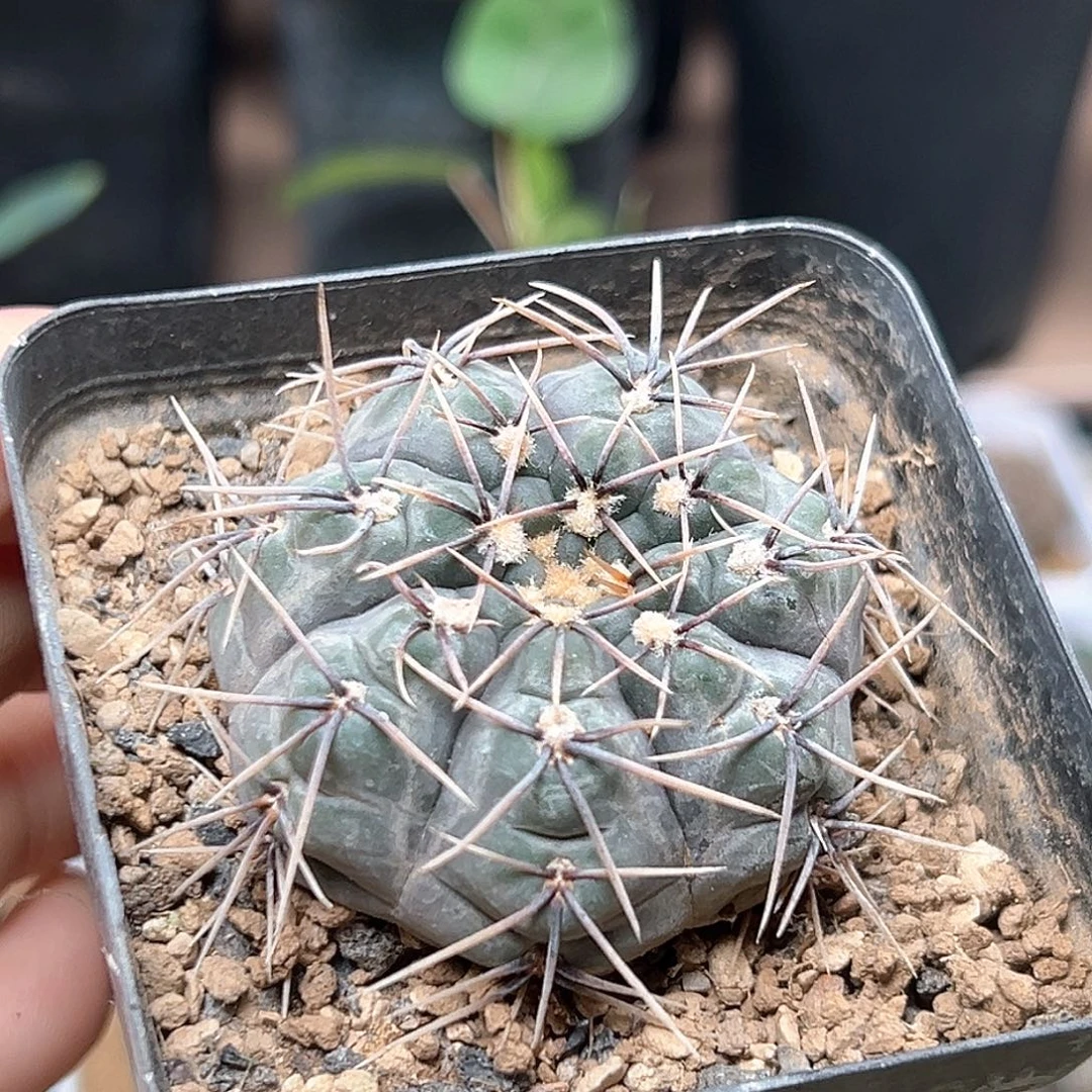 无花朵杂交铅皮实生球一颗