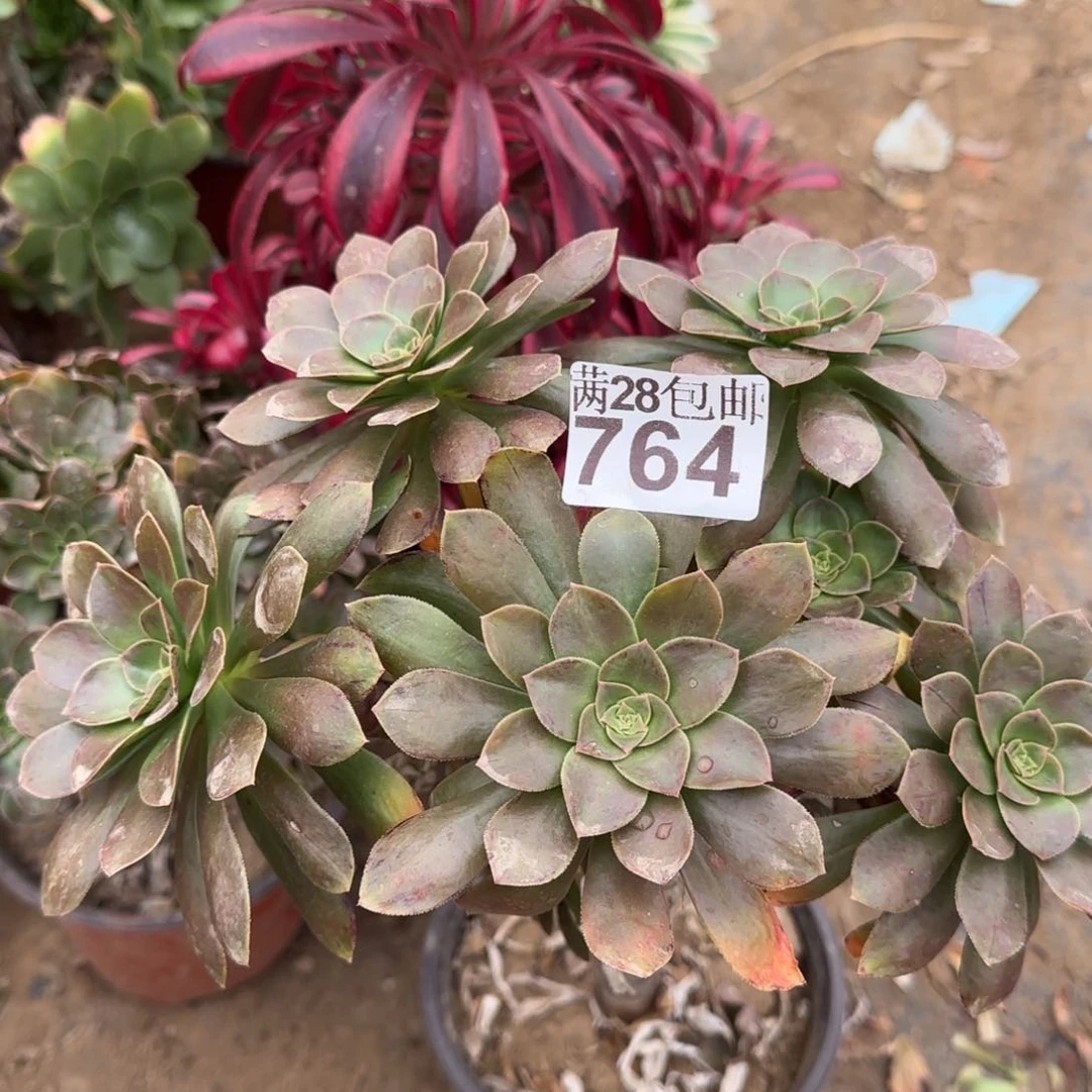 金缕多肉764满28包邮断枝不包