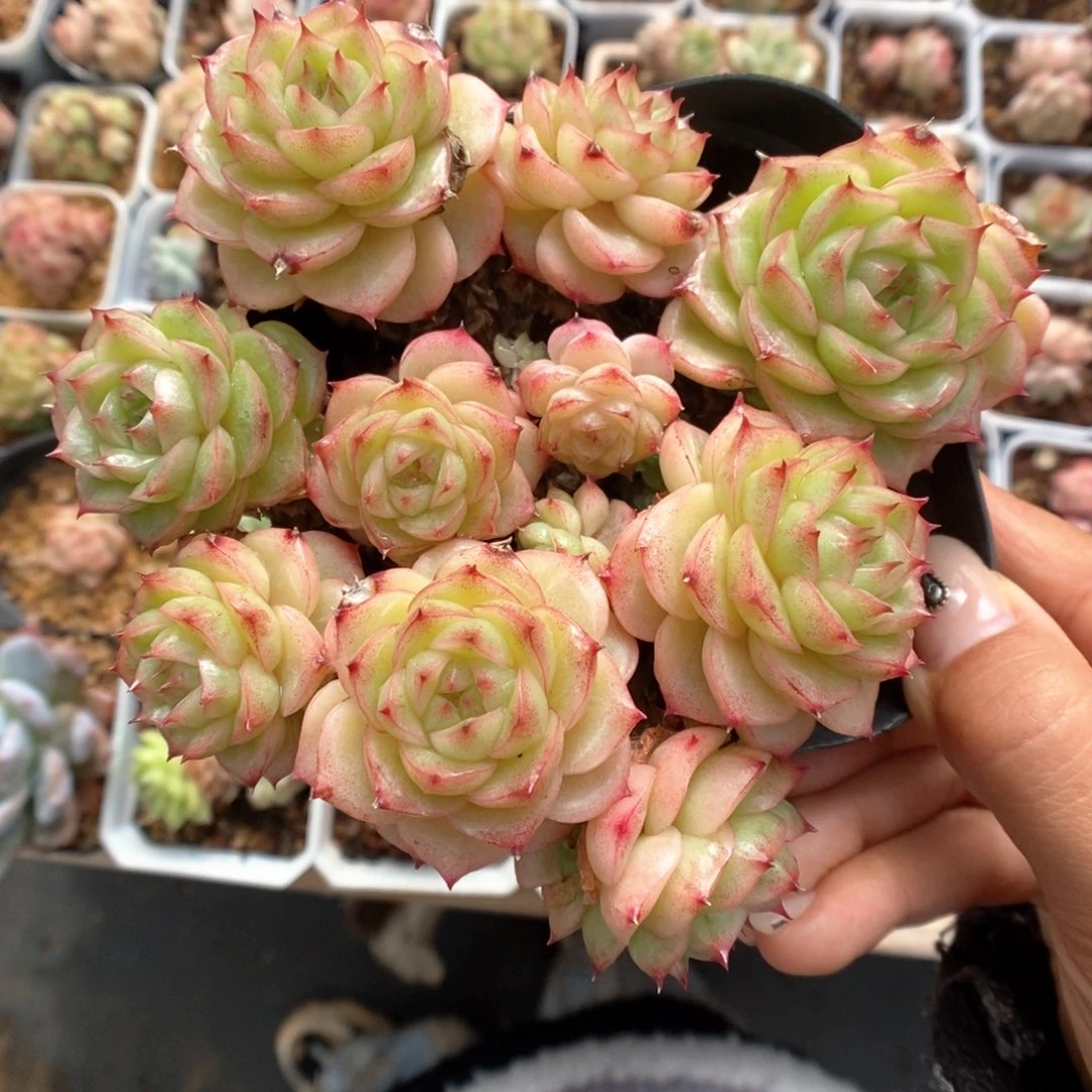 翠玉麦秆827号。