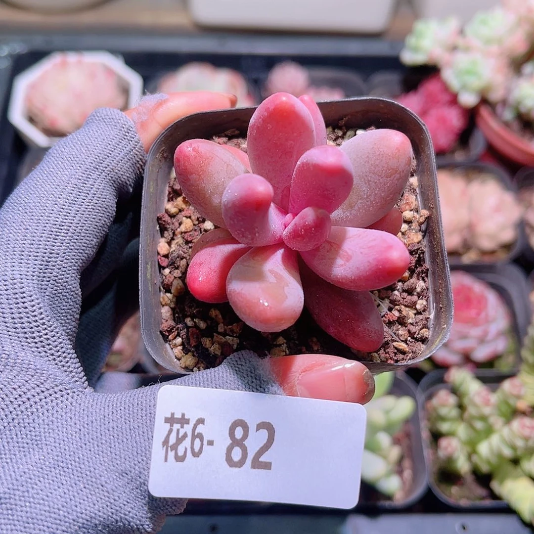 花06-82红手指单头