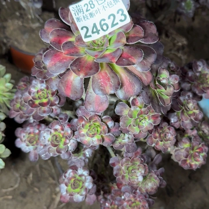 24623南晚霞多肉植物