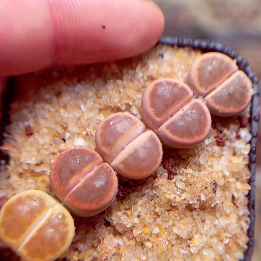 80号带盆盆包邮发货