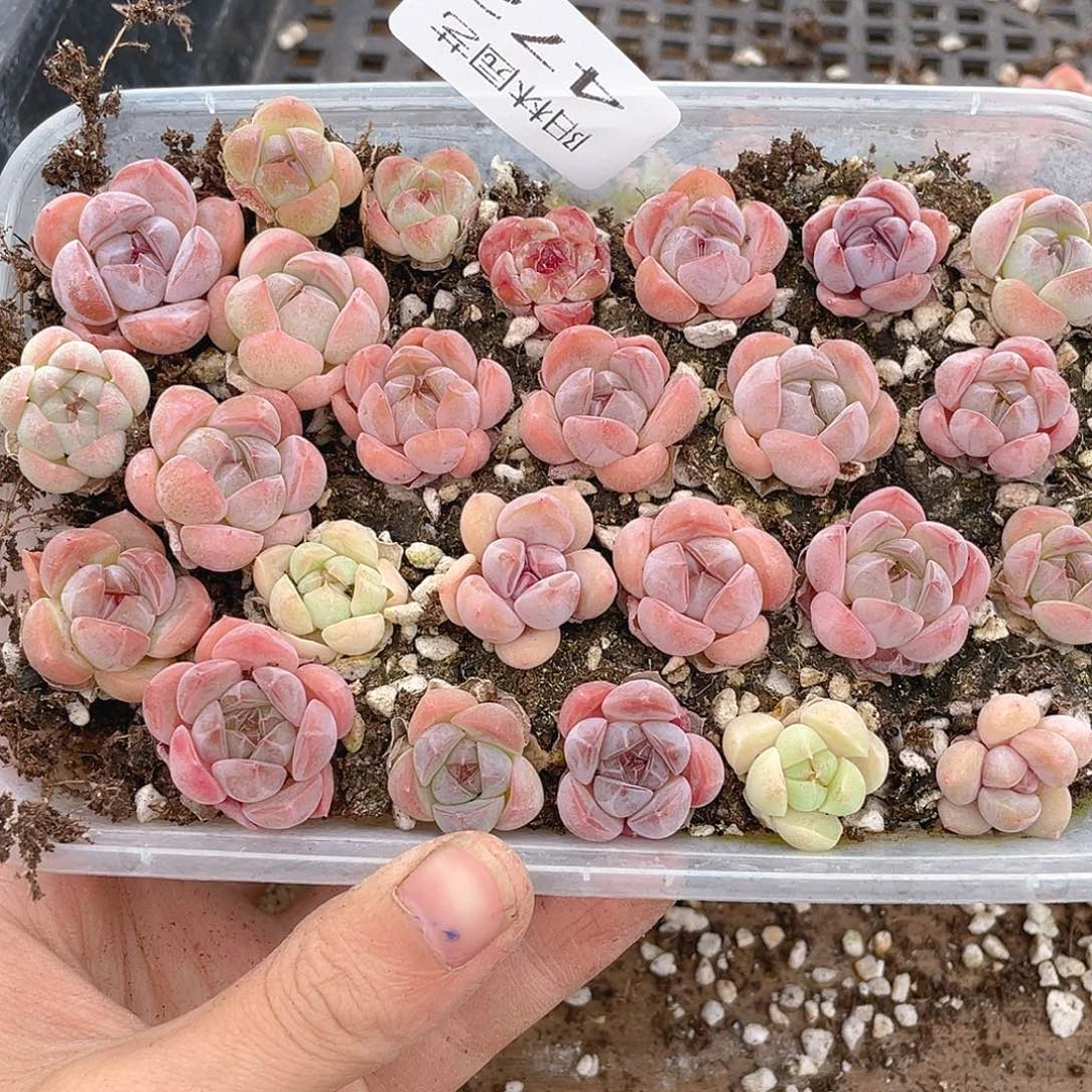 多肉植物多肉植物472