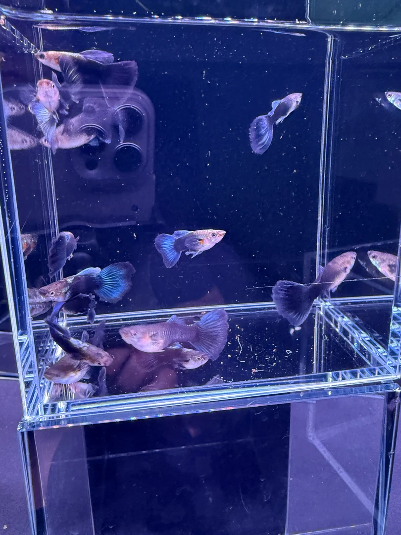 精品蓝礼服孔雀鱼小型热带观赏鱼高端德系蓝礼服孔雀鱼观赏鱼