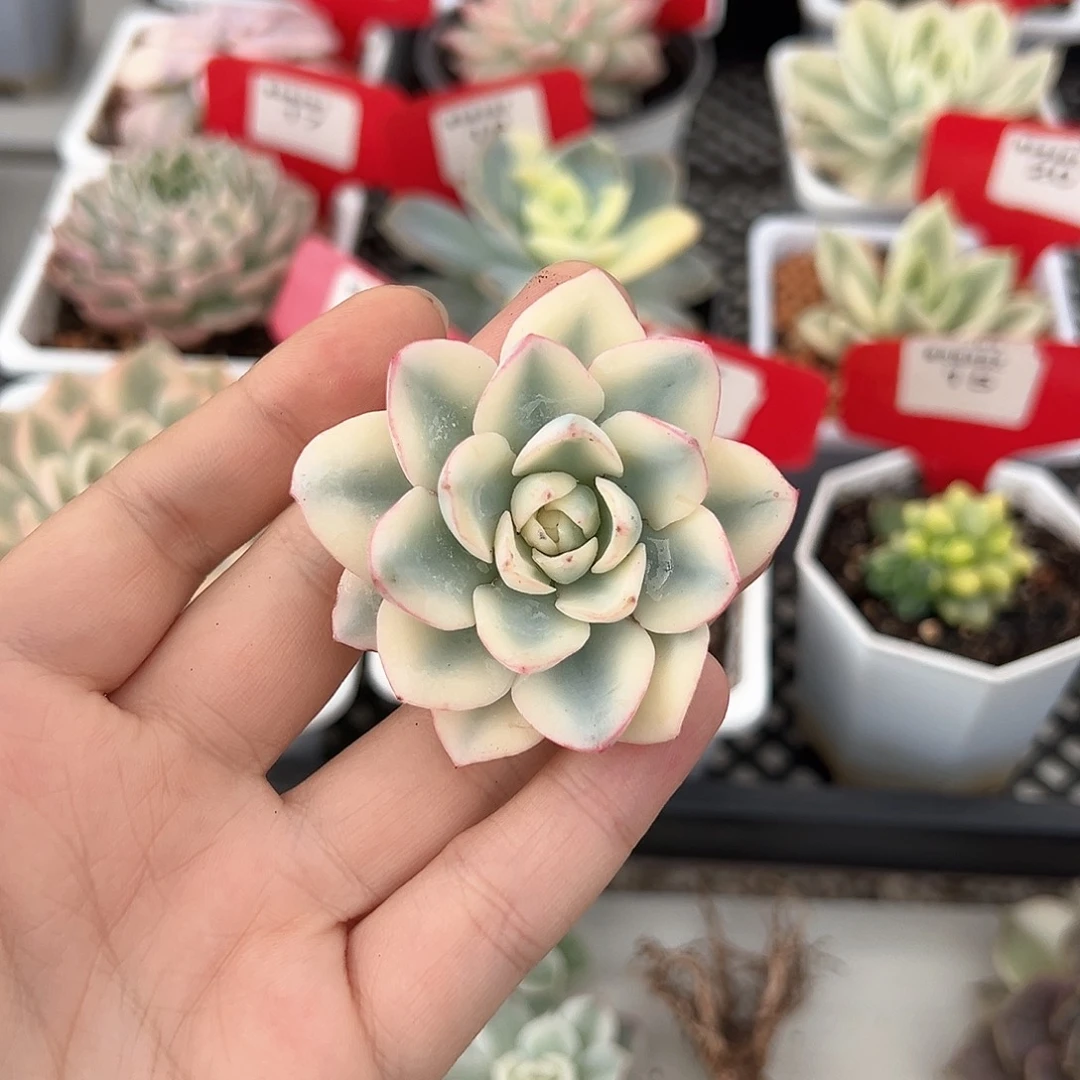奶油黄桃宽锦多肉植物