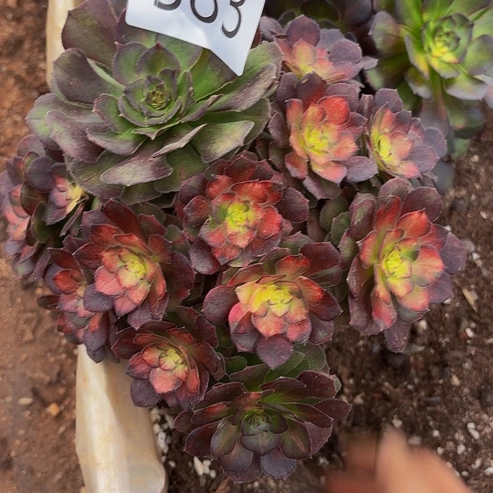 多肉植物福利583号