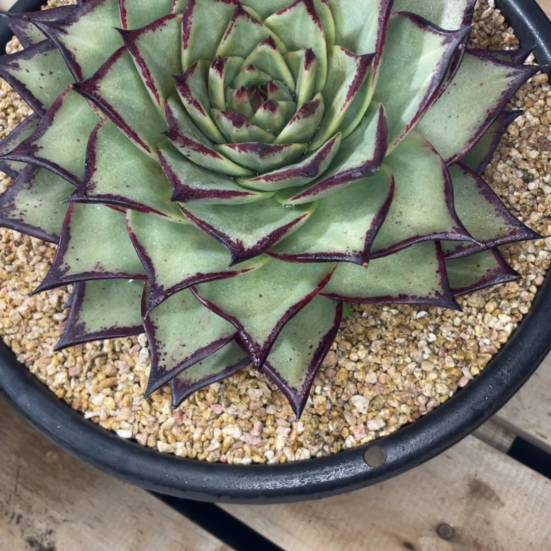 胜***塬多肉植物，山人园艺