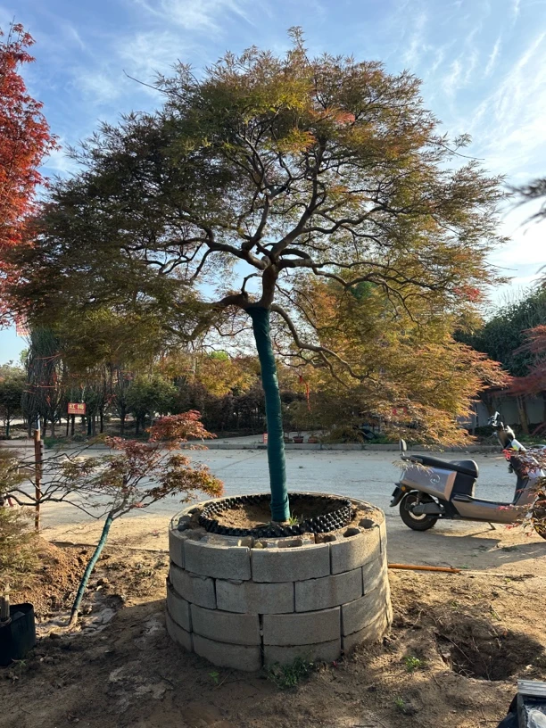 花卉绿植盆栽直播间打造庭院自然之美