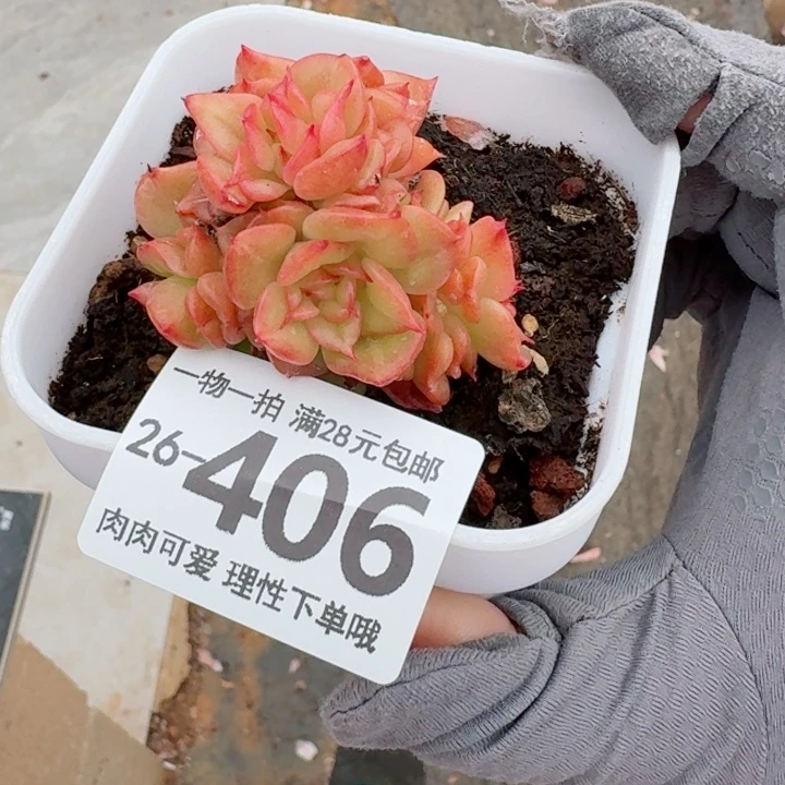 腊牡丹多肉无盆土发货无盆