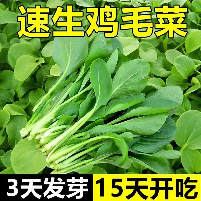 【新品鸡毛菜种子】青菜新种蔬菜种子阳台耐寒越冬种植青菜种子D
