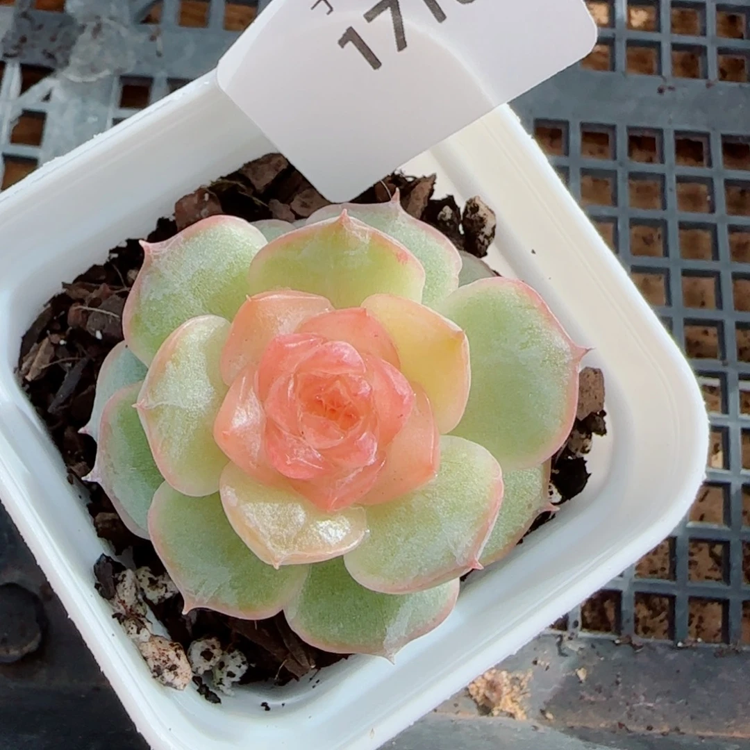 童话，1710多肉植物