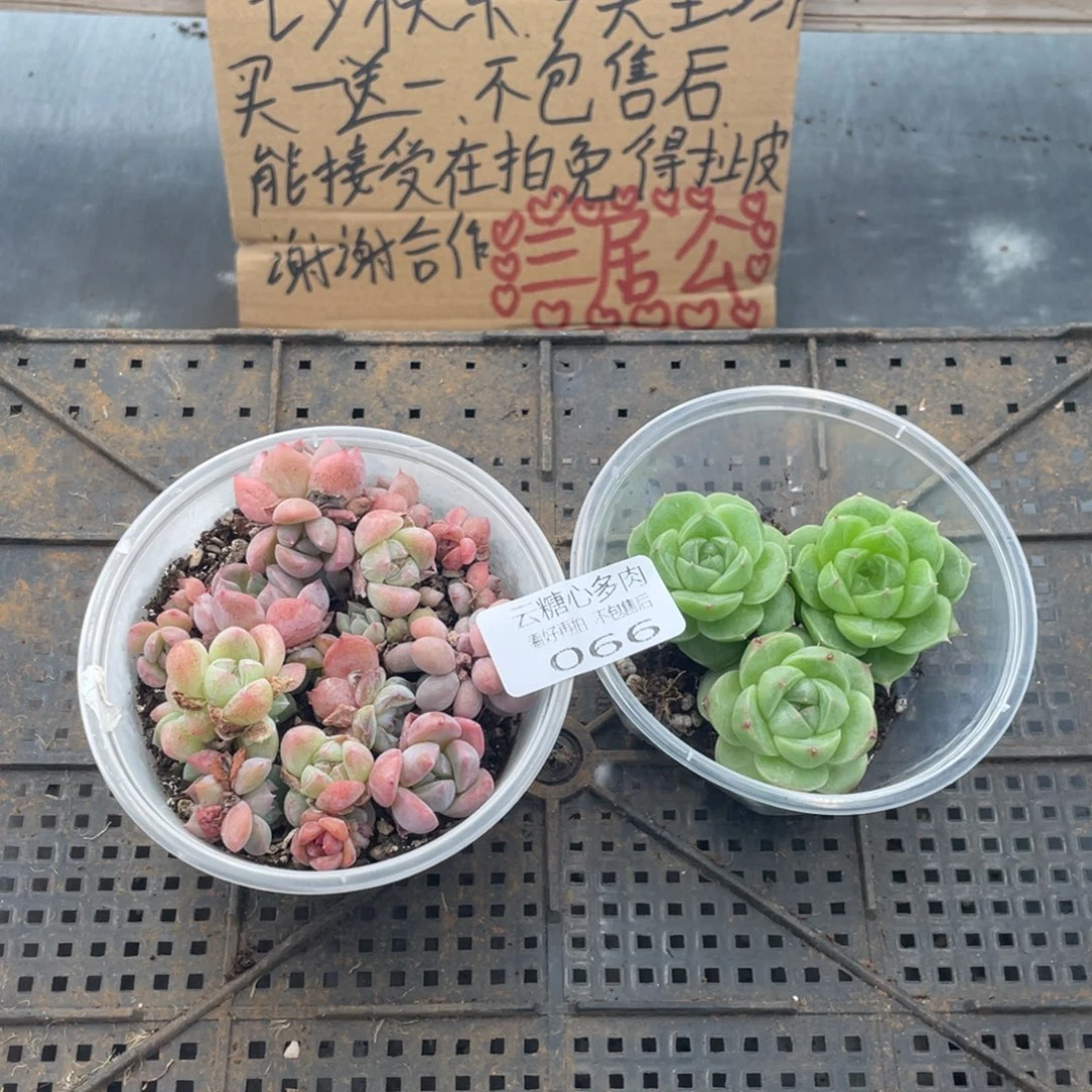 云糖心多肉植物66