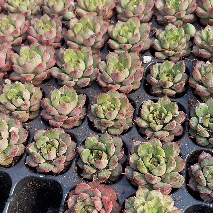 小福伦锦1元带土发货