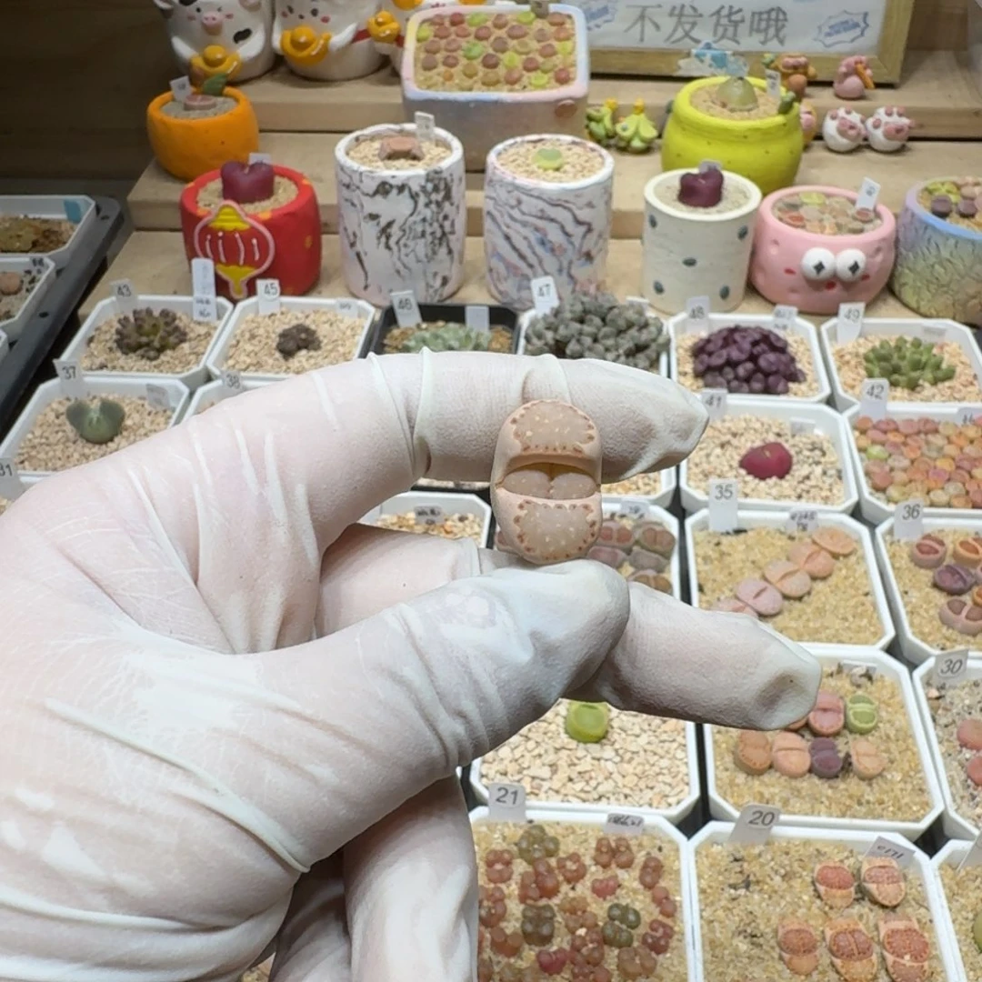 布****40217-104饼干编号162a