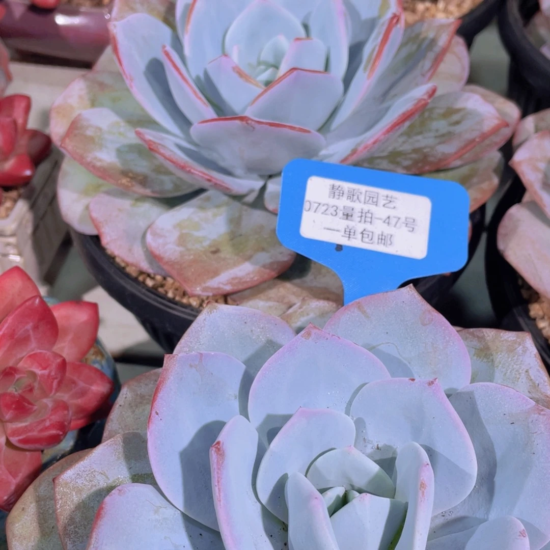 0723-47-巨大单头韩版奶茶一颗量拍