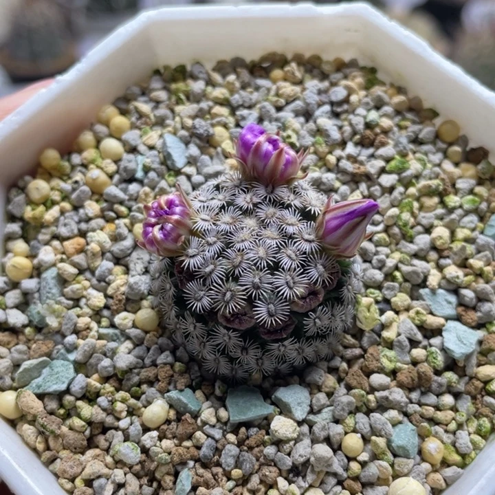 克氏丸        折后价