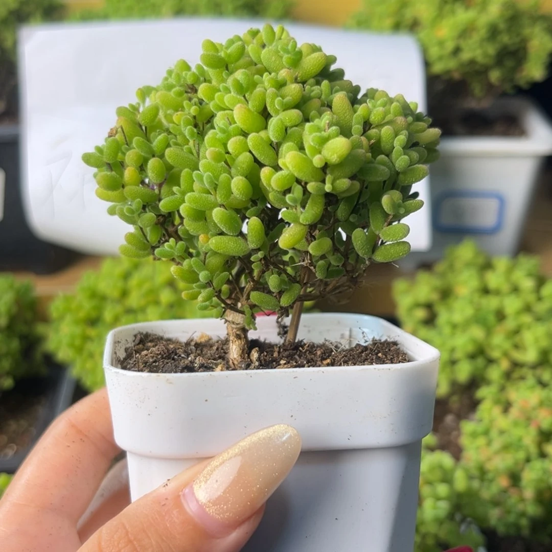 842蜜桔糖球小树。