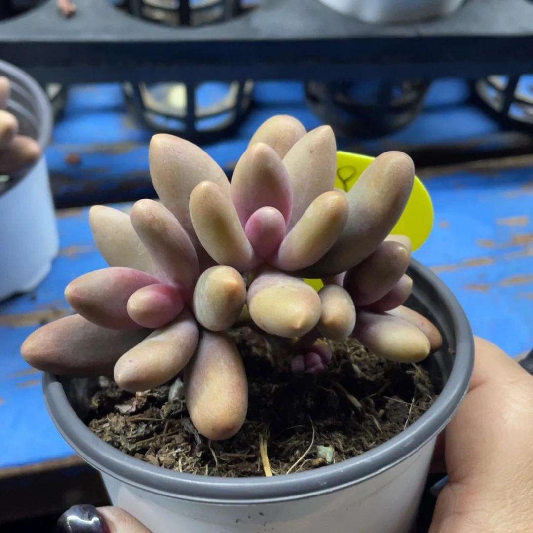 糖果美人朵朵缀119