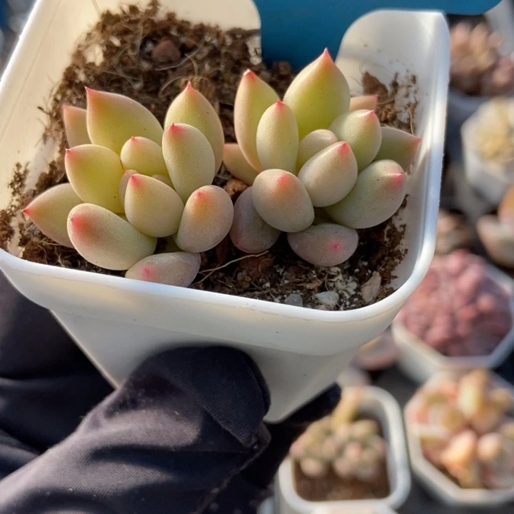 7259岩字多肉植物保护