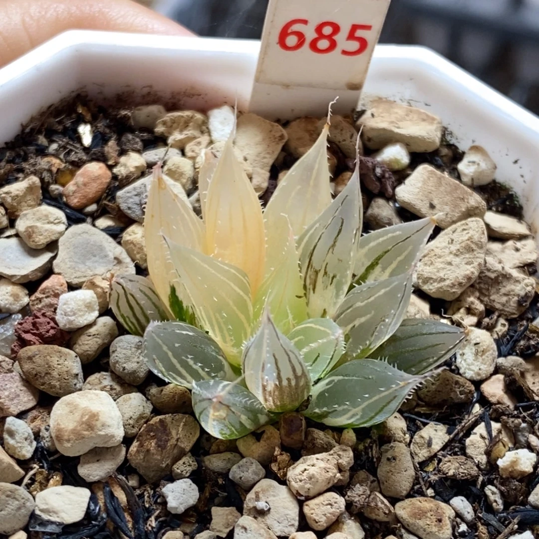 685号大卫针管玉露锦