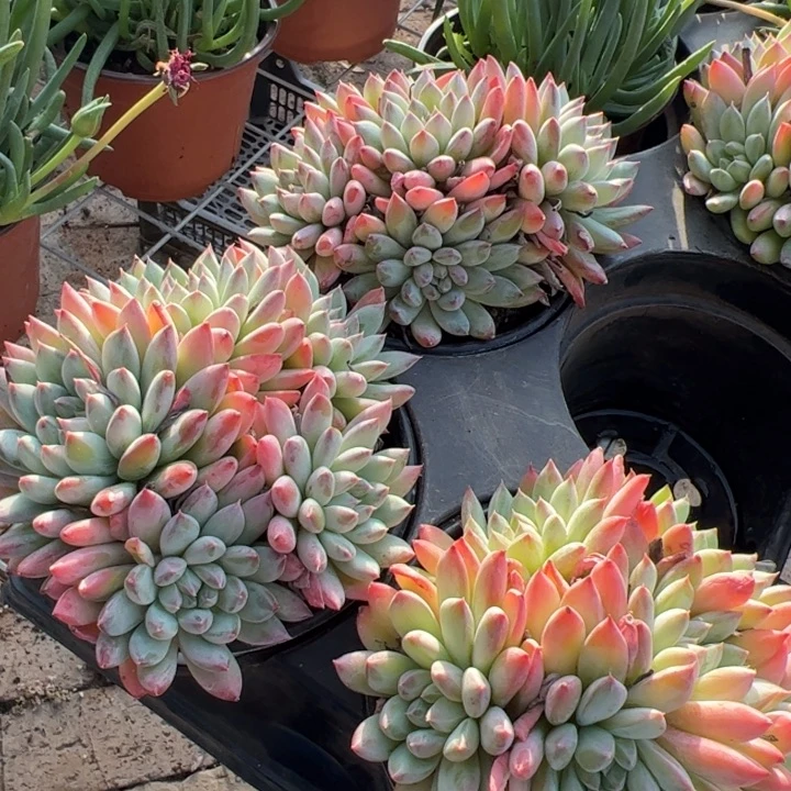 新疆包邮 梅洛群