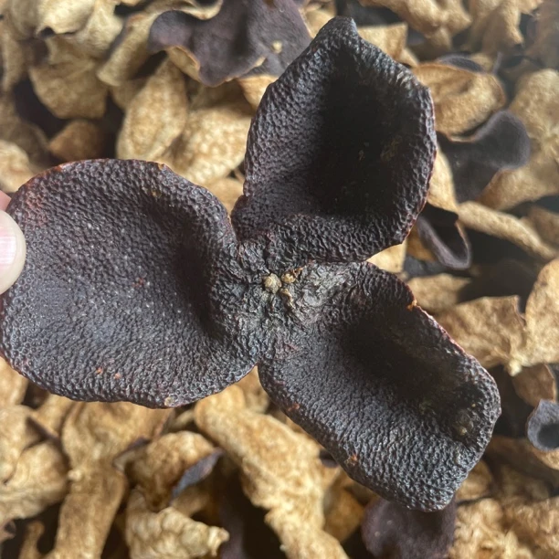 2017年东甲圈枝冬后大红皮老皮 厚重香甜