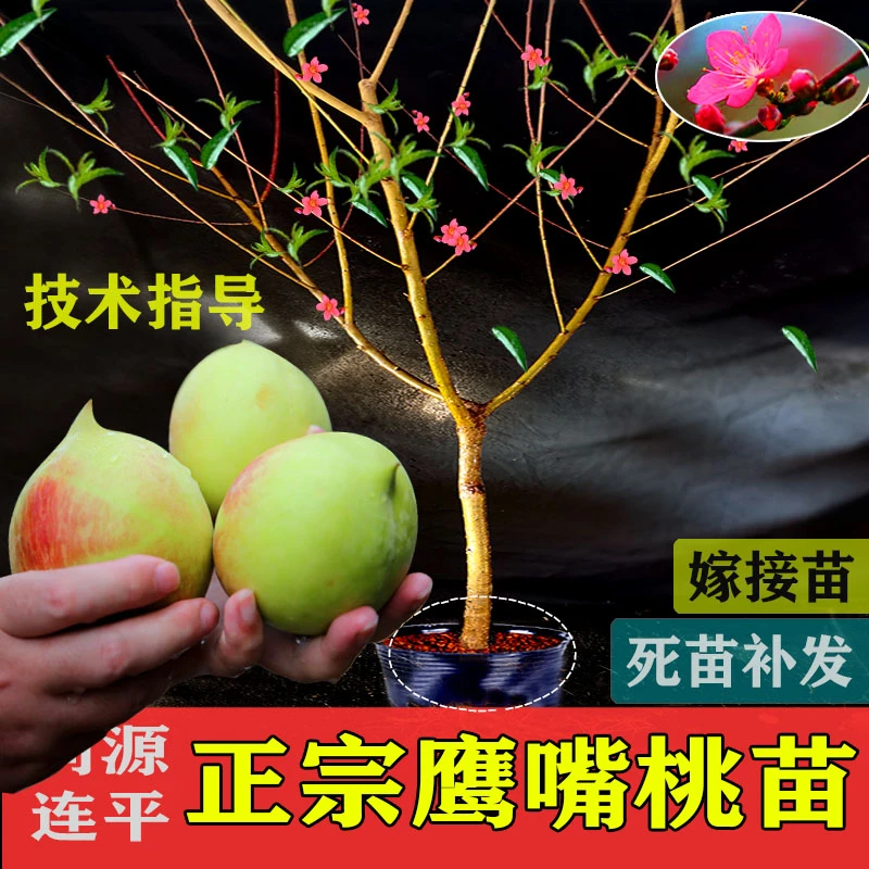 【2】正宗上坪鹰嘴桃苗嫁接苗