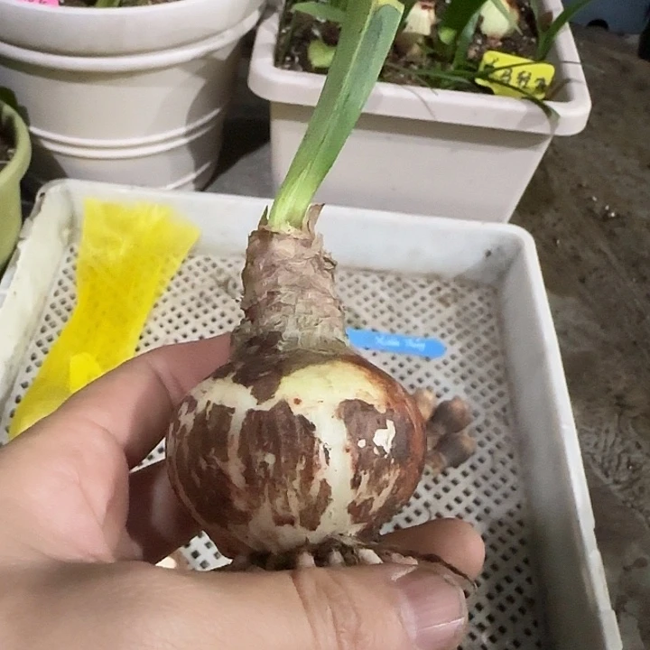 春水4.8cm，裸球发货