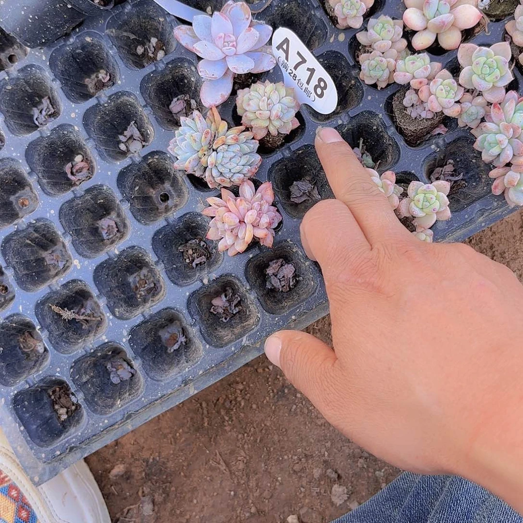 是**啊A718橙子三颗一物一拍