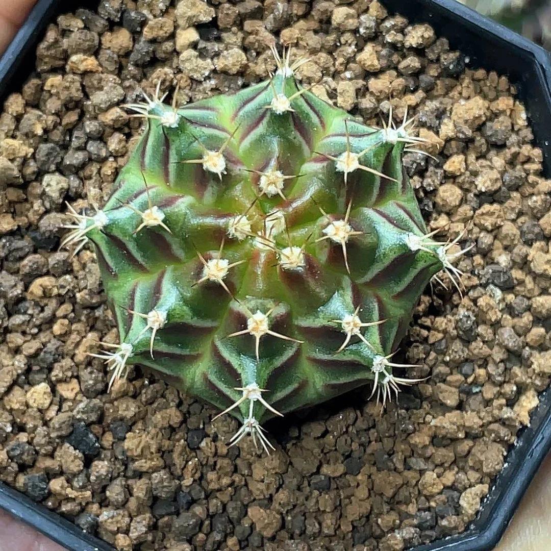 当前无花朵，栽培后可花朵