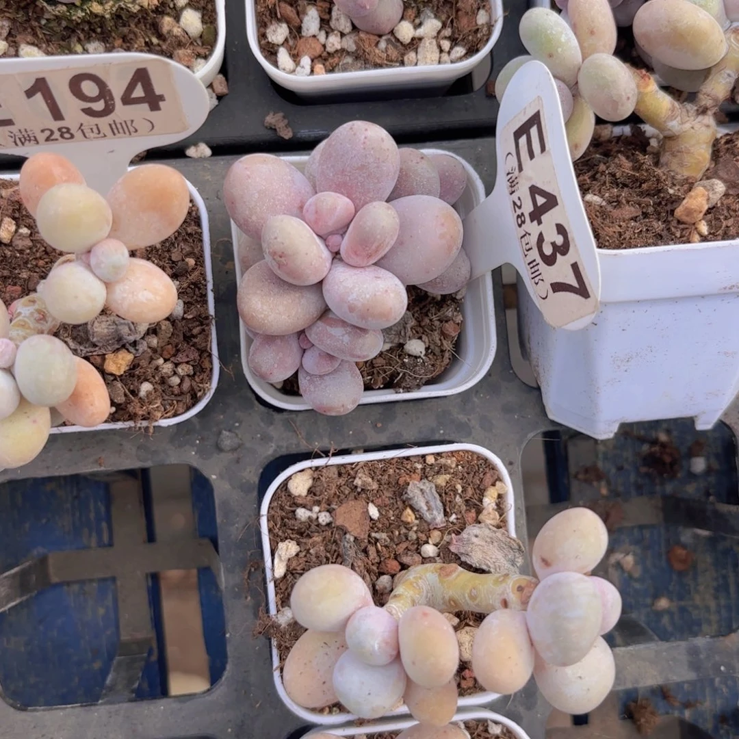 E437奶酪一物一拍